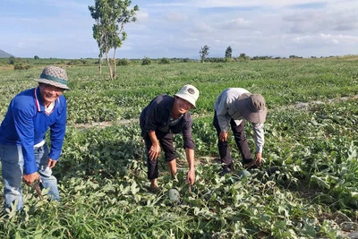 Dưa hấu mất mùa mất giá, nông dân lỗ nặng bỏ dưa cho bò ăn