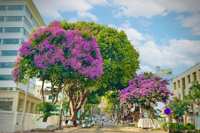 Pleiku, miền nhớ...