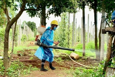Gia Lai chủ động phòng-chống sốt xuất huyết