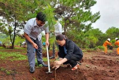 Pleiku công bố hiện trạng rừng năm 2024 