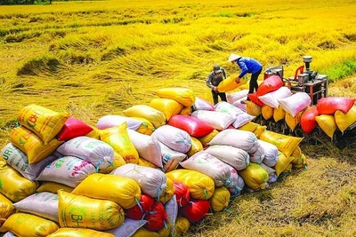 Xuất khẩu gạo đạt 2,34 tỷ USD. Ảnh: Nguồn internet