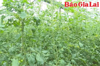 Pleiku xây dựng nền nông nghiệp xanh, sạch và bền vững