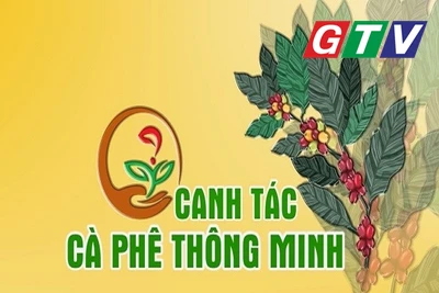 Dinh dưỡng cho cà phê đầu mùa mưa