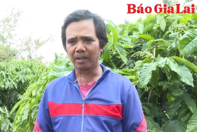 Người nông dân Jrai chạm tới “quả ngọt” từ đôi tay cần mẫn
