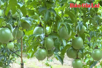 Giữ vững vị thế chanh leo Việt Nam