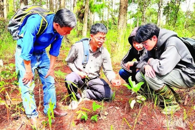 Tránh nguy cơ ngộ độc nấm rừng