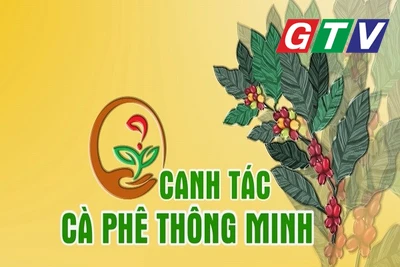 Chuyên mục Canh tác cà phê thông minh 26-6-2025