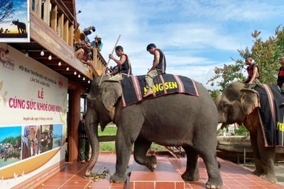 Giữ chân voi giữa đại ngàn