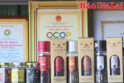 Hợp tác xã tiên phong trong sản xuất nông nghiệp hữu cơ