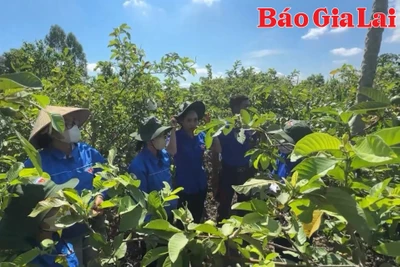 Bí thư chi đoàn làm kinh tế giỏi từ mô hình trồng ổi