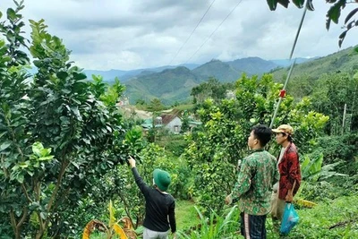 Miền núi Quảng Ngãi bừng sáng từ 'cần câu' sinh kế