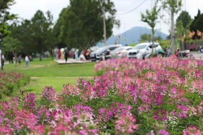 Hoa Đà Lạt khoe sắc bên đường