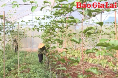 Trợ lực cho hợp tác xã vùng đồng bào dân tộc thiểu số phát triển 