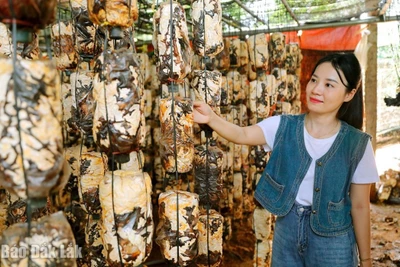 Nghề trồng nấm ở Krông Ana