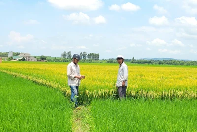 Gia Lai: Xác minh thông tin trục lợi tiền hỗ trợ dịch vụ công ích thủy lợi