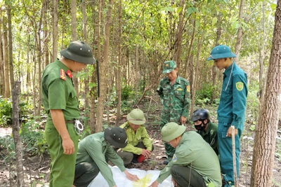 Kiểm tra rừng