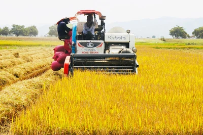 Nông dân khu vực Đông Nam tỉnh “trúng” lúa mùa