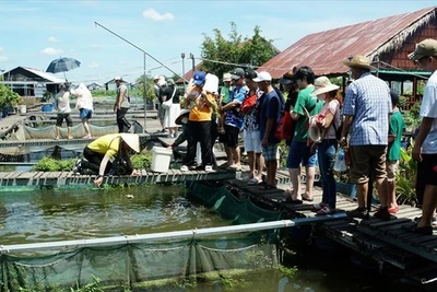 Lão nông cả đời bảo tồn cá quý trên dòng Mê Kông