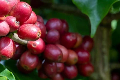 Giá cà phê arabica cao hơn robusta 2.000 USD/tấn, vì sao?