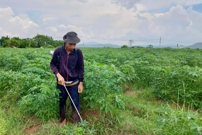 Tỷ lệ chế biến tinh bột sắn từ nguồn sắn nguyên liệu trên địa bàn đạt khoảng 50%