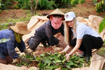 Khách Tây thích thú với trải nghiệm thăm vườn, hái cà phê