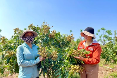 Đổi đời trên quê mới