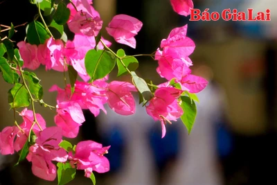 Mùa hoa “thức giấc” trên phố núi Pleiku