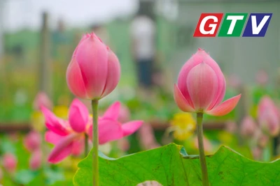Rực rỡ mùa sen trên hồ Ia Băng