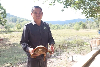 Người dân tự nguyện giao nộp cá thể rùa núi viền quý hiếm