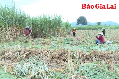 Nông dân Đông Nam tỉnh "sống khỏe" nhờ cây mía