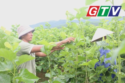Hiệu quả mô hình trồng dâu nuôi tằm trên vùng đất An Hòa