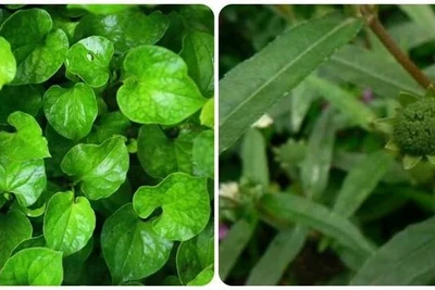 Các loại lá uống mát gan, giải độc cơ thể hiệu quả