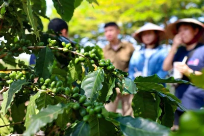 Bộ Nông nghiệp và Môi trường nêu 8 giải pháp để xuất khẩu sớm đạt 65 tỷ USD