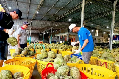 Giá sầu riêng giảm mạnh, nhiều nông dân lỗ vốn