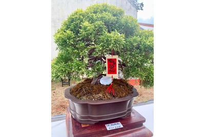 Bonsai: Nghệ thuật của kiên nhẫn và sáng tạo