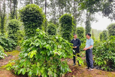Khai thác tiềm năng, bứt phá toàn diện