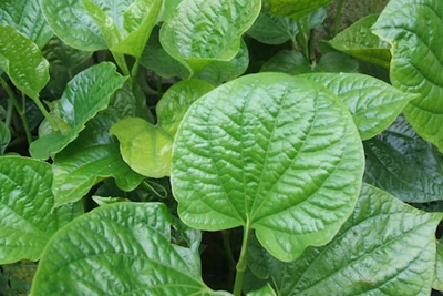 Bài thuốc trị bệnh từ lá lốt
