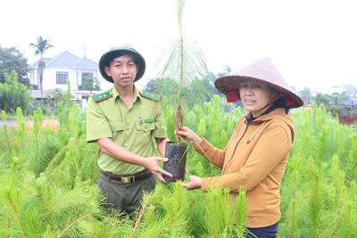 “Thảm đỏ” cho các dự án trồng rừng