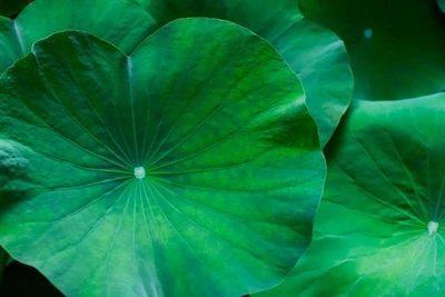 Bài thuốc từ lá sen giúp giảm cân, an thần hiệu quả