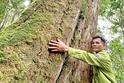 Khám phá “vương quốc pơ mu” trên đỉnh Kon Ka Kinh