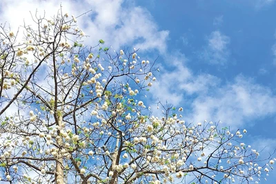 Vấn vương bông gòn