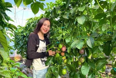 “Vé thông hành” cho mặt hàng chanh dây