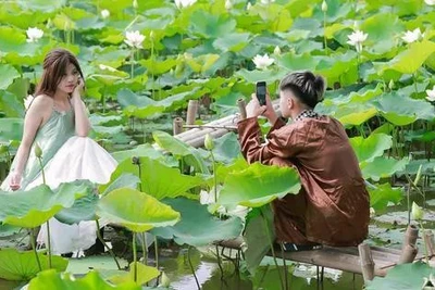 Đầm sen trắng ở ngoại thành Hà Nội thu hút giới trẻ