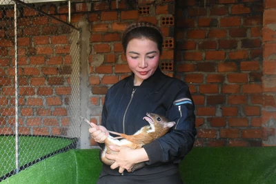 “Ngược lối” với mô hình nuôi cheo cheo