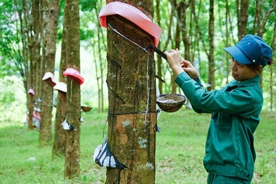 Giá cao su xuất khẩu tăng gần 31%
