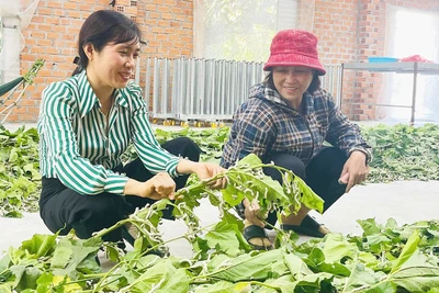 Cây dâu tằm “bén đất” Ia Pa