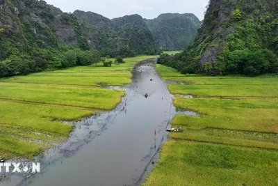 Kết tinh nông nghiệp-du lịch mỗi khi mùa vàng đến trên cánh đồng Tam Cốc
