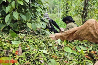 Giá tiêu hôm nay 11-4: Lội ngược dòng ngoạn mục