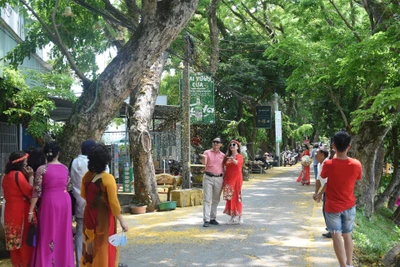 Lễ hội "Tam Kỳ - Mùa hoa sưa năm 2025"