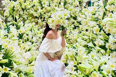 Với hơn 2.000 bông loa kèn, góc nhà biến thành vườn hoa 'độc nhất'
